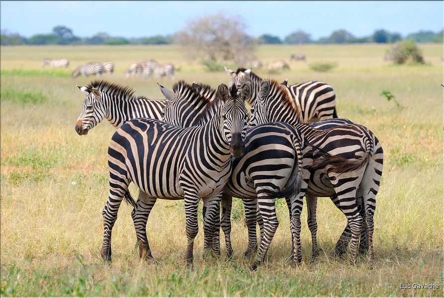 Les zèbres du parc de Tarangire. (6)