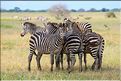 Les zèbres du parc de Tarangire. (6)