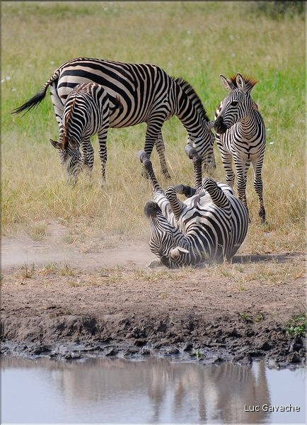 Les zèbres du parc de Tarangire. (7)