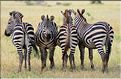 Les zèbres du parc de Tarangire. (8)