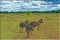 Les zèbres du parc de Tarangire. (9)