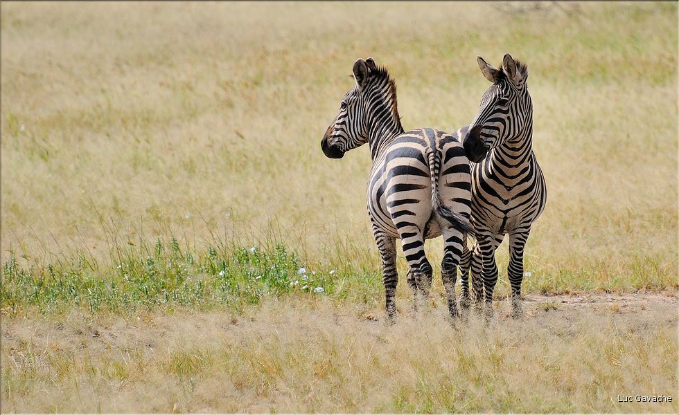Les zèbres du parc de Tarangire. (10)