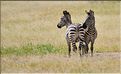 Les zèbres du parc de Tarangire. (10)