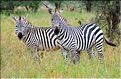 Les zèbres du parc de Tarangire. (12)
