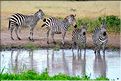 Les zèbres du parc de Tarangire. (13)