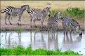 Les zèbres du parc de Tarangire. (14)