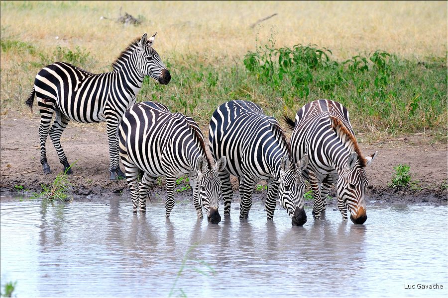 Les zèbres du parc de Tarangire. (15)