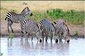 Les zèbres du parc de Tarangire. (15)