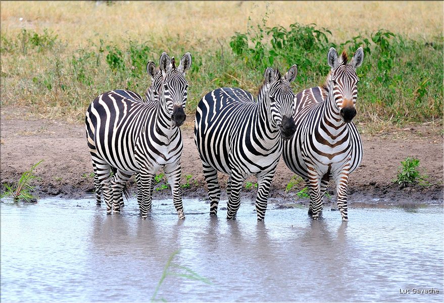 Les zèbres du parc de Tarangire. (16)