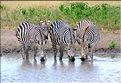 Les zèbres du parc de Tarangire. (17)