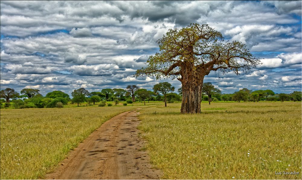 Certain baobab atteigne une belle taille, preuve de leur grand age. (1)
