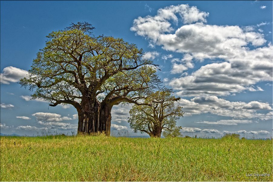 Certain baobab atteigne une belle taille, preuve de leur grand age. (2)