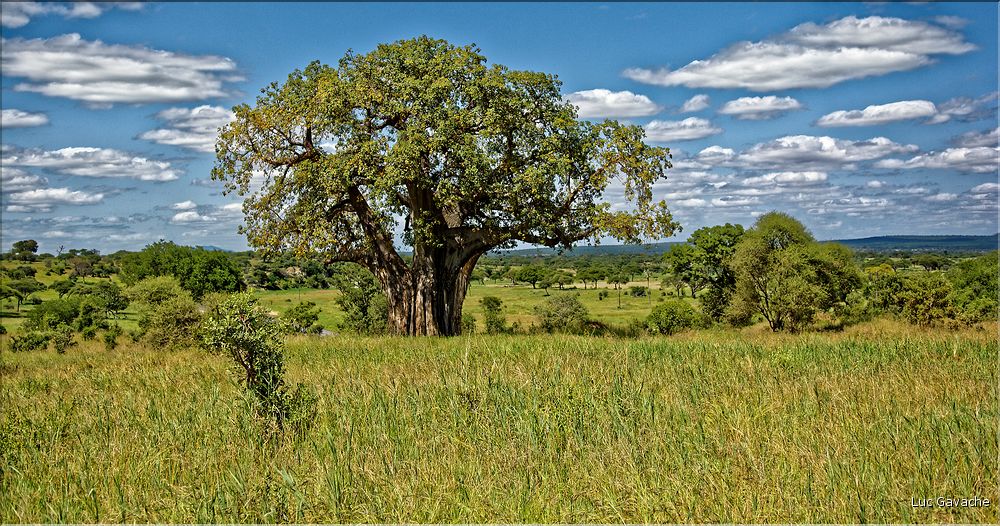Certain baobab atteigne une belle taille, preuve de leur grand age. (4)