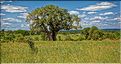 Certain baobab atteigne une belle taille, preuve de leur grand age. (4)