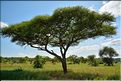 Acacias parasol.