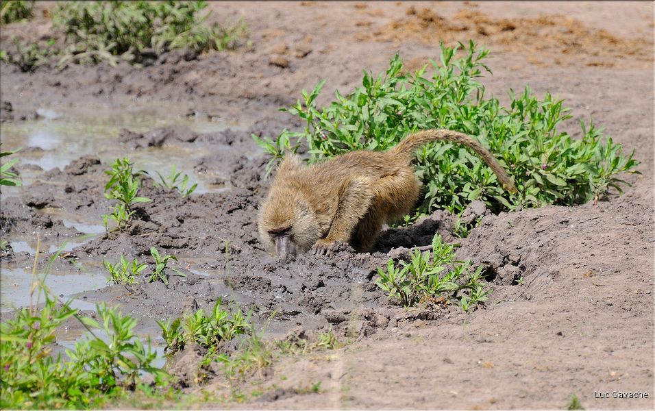 Babouins en quettent de nourriture et d'eau... (1)