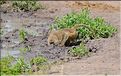 Babouins en quettent de nourriture et d'eau... (1)
