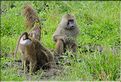 Babouins en quettent de nourriture et d'eau... (4)