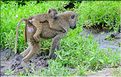 Babouins en quettent de nourriture et d'eau... (9)