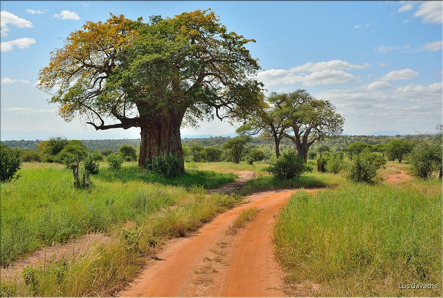Comparé à d'autres parcs tanzaniens, Tarangire est assez bien boisé. (2)