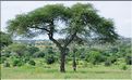 Les girafes du parc de Tarangire. (2)