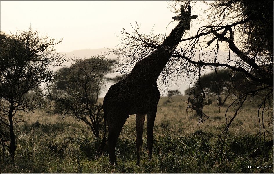 Les girafes du parc de Tarangire. (3)