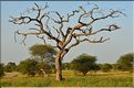 Les girafes du parc de Tarangire. (4)