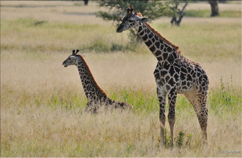Les girafes du parc de Tarangire. (5)