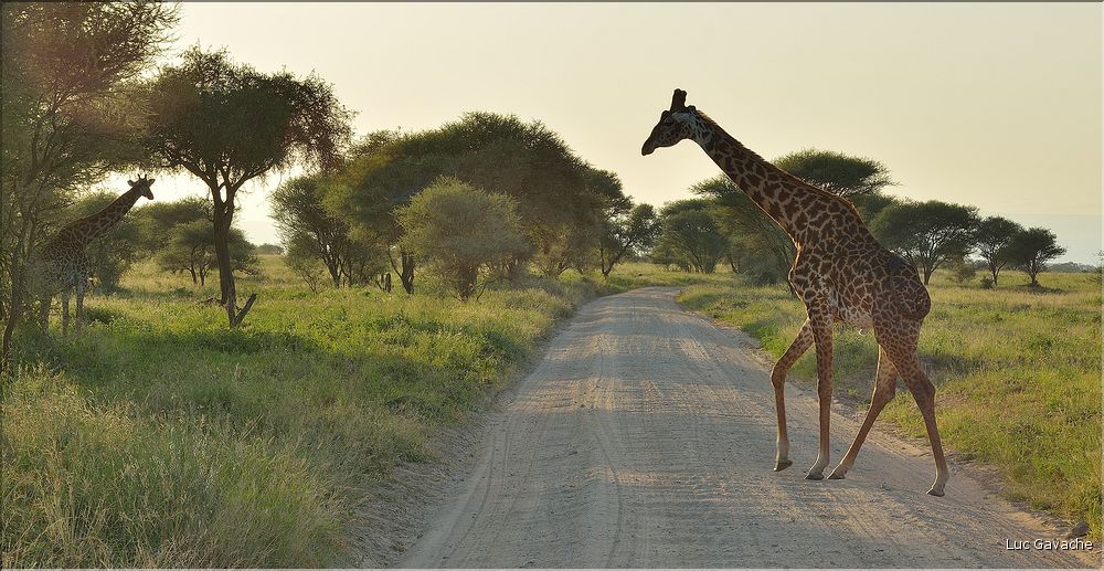 Les girafes du parc de Tarangire. (6)