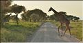 Les girafes du parc de Tarangire. (6)