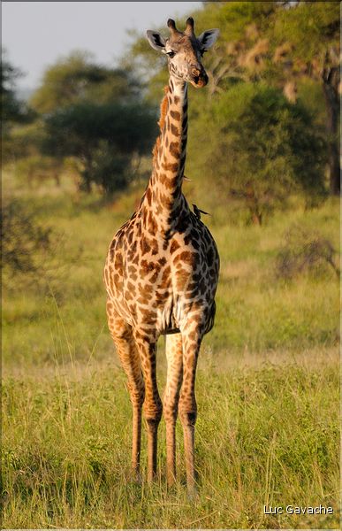 Les girafes du parc de Tarangire. (7)
