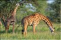 Les girafes du parc de Tarangire. (9)