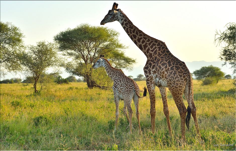 Les girafes du parc de Tarangire. (10)