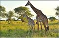 Les girafes du parc de Tarangire. (10)