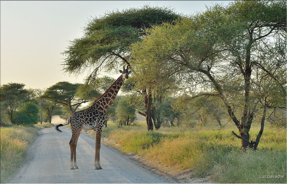 Les girafes du parc de Tarangire. (11)