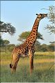 Les girafes du parc de Tarangire. (12)