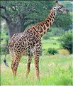 Les girafes du parc de Tarangire. (14)