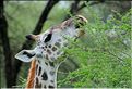 Les girafes du parc de Tarangire. (17)