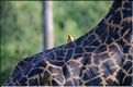Les girafes du parc de Tarangire. (18)