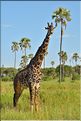 Les girafes du parc de Tarangire. (19)