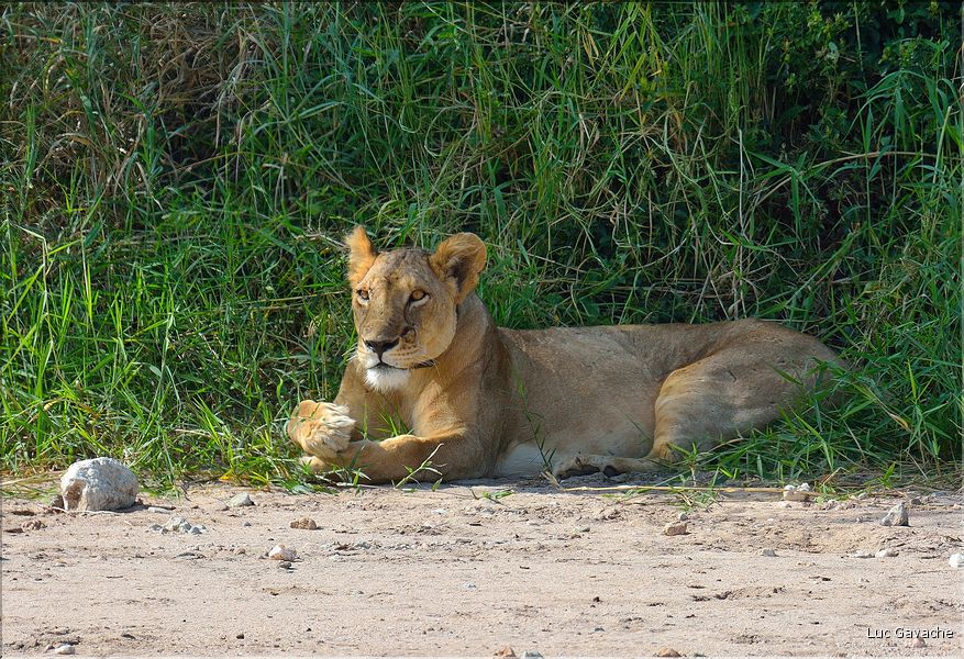 Lionne sur les rives de la rivière Tarangire.  (1)