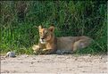 Lionne sur les rives de la rivière Tarangire.  (1)