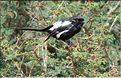 Les oiseaux de Tarangire.
