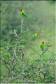 Les oiseaux de Tarangire. Perruches masquées. (2)