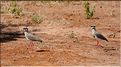 Les oiseaux de Tarangire. Vanneau couronné. (1)