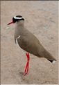 Les oiseaux de Tarangire. Vanneau couronné. (2)