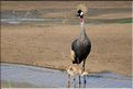 Grues casquées et leurs petits entrain de chercher à manger dans un cour d'eau. (3)