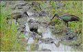Les oiseaux de Tarangire. Ibis hagedash. (1)