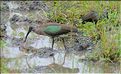 Les oiseaux de Tarangire. Ibis hagedash. (2)