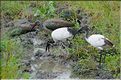 Les oiseaux de Tarangire. Ibis sacré et Ibis hagedash.